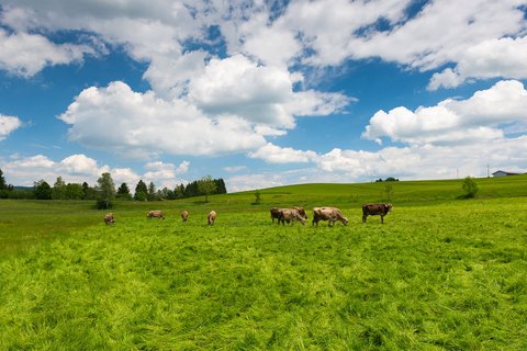 © iStock-503758119/a4ndreas Schindl